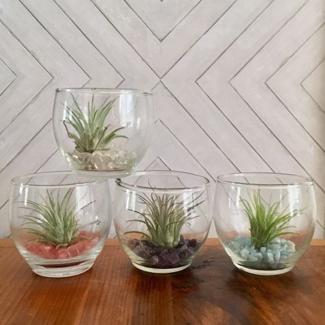 Air Plants Display, Air Plant Garden, Mini Terrarium, Air Plant Display, Terraria, Air Plant Terrarium, Tillandsia Air Plant, Terrariums Kits, Garden Terrarium