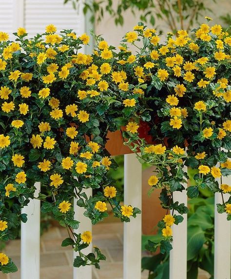 32 Appealing Cascading Flowers for Window Boxes | Balcony Garden Web Balcony Flower Box, Window Box Plants, Window Box Garden, Trailing Flowers, Porch Flowers, Balcony Flowers, Cascading Flowers, Window Box Flowers, Container Gardening Flowers