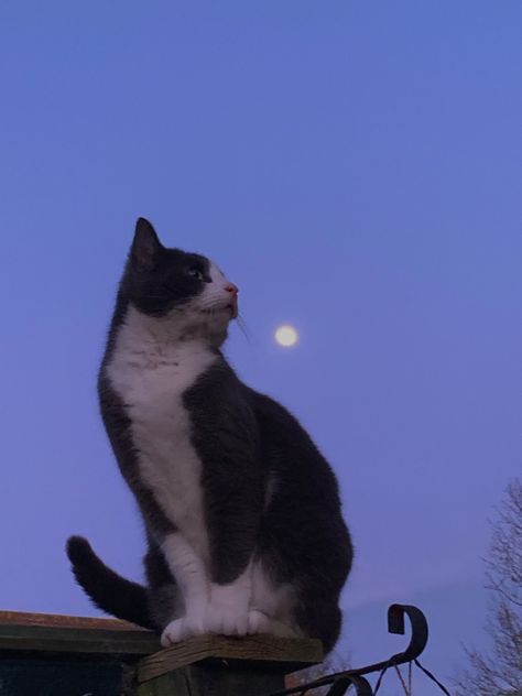 cat Moon And Stars Wallpaper, Pretty Moon, Cat Obsession, Pretty Cat, Cute Cat Wallpaper, Tuxedo Cat, Cat Aesthetic, Cat Wallpaper, Silly Cats