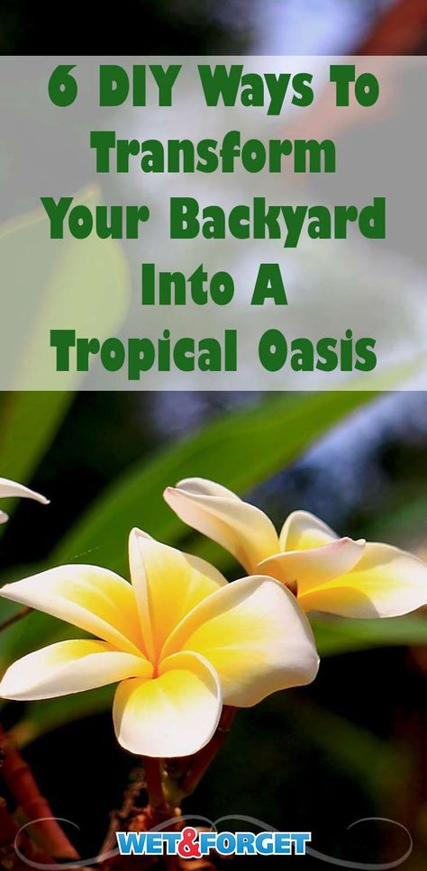 Small Tropical Patio Decorating Ideas, Front Yard Landscaping Tropical Plants, Tropical Courtyard Garden Ideas, Diy Tropical Backyard, Backyard Hawaiian Decor, Tropical Backyard Decor Ideas, Tropical Plants Around Pool Landscaping, Tropical Yard Decor, Tropical Plant Pot Ideas