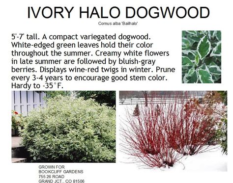 Dogwood, Ivory Halo Variegated Variegated Dogwood Shrubs, Neon Burst Dogwood, Ivory Halo Dogwood Landscape, Variegated Dogwood, Halo Dogwood, Ivory Halo Dogwood, Grass Alternatives, Dogwood Shrub, Red Twig Dogwood