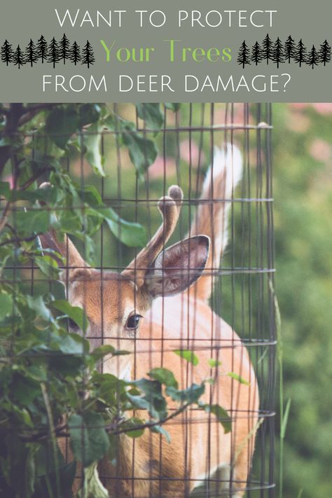 Do you need deer damage protection? Do deer destroy your beautiful landscape work? Well, Nature Hills has some #proplanttips for you! For most newly planted trees, deer are their biggest nightmares. Read our latest blog post to learn how to protect your new trees while still being able to host a group of deer here and there! How To Protect Trees From Deer, Protecting Trees From Deer, Mimosa Tree, Deer Proof, River Birch, Southern Magnolia, Bald Cypress, Magnolia Trees, Tree Trunks