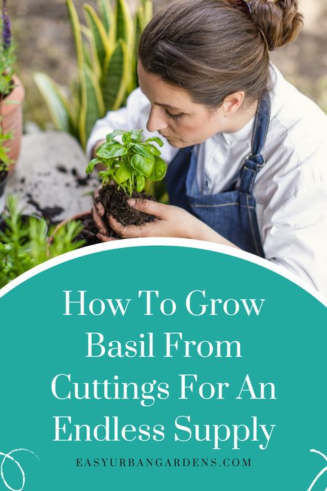 There’s nothing quite like having a steady fresh supply of sweet basil (Ocimum basilicum) growing in your garden throughout the summer months. But, did you know that basil can also be grown from cuttings? You can learn how in the complete article. Grow Basil, Planting Succulents Indoors, Ocimum Basilicum, Seed Raising, Growing Basil, Urban Gardens, Basil Plant, Homestead Gardens, Rooting Hormone