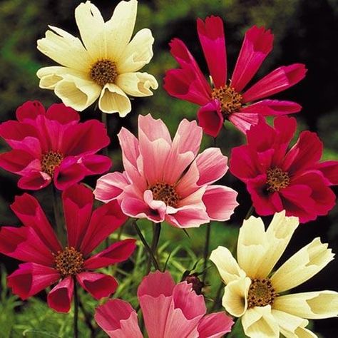 Sea Shells Cosmos Mixture Flower - Seed Savers Exchange Garden Cosmos, Flower Cosmos, Floral Reference, Cosmos Bipinnatus, Flower Reference, Chinese Money Plant, Cosmos Flowers, Cut Flower Garden, Plant Spacing