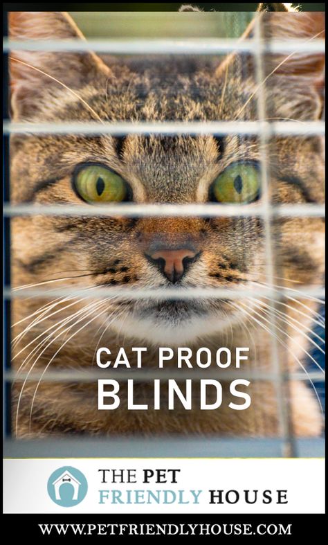 Cat Proof Window Blinds, Cat Proof Home Decor, Cat Proof Window Treatments, Cat Proof Curtains, Cat Friendly Window Treatments, Home Blinds, Sliding Door Window Treatments, Best Blinds, Cat Proofing