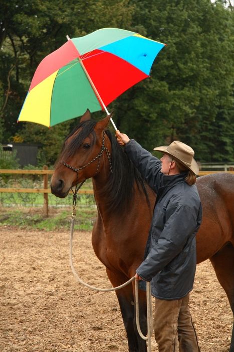 Horse Desensitizing Ideas, Desensitizing Horses, Horse Desensitizing, Mustang Training, Horse Groundwork, Horse Obstacle Course Ideas, Horse Training Ground Work, Horse Obstacle Course, Horse Reference Photos