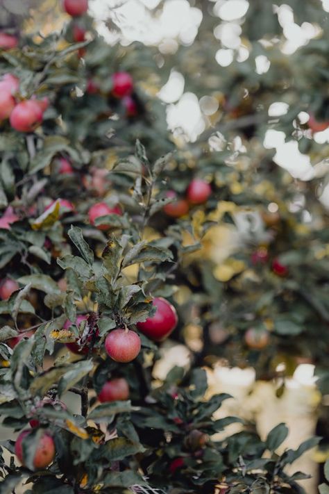 Red apples on a tree in the garden Stacked Pumpkins, Fall Apples, Hello Lovely, 수채화 그림, Apple Orchard, Harvest Festival, Autumn Beauty, Wallpaper Free Download, Autumn Cozy