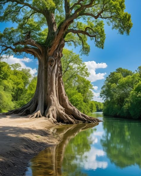 A stunning riverside scene bathed in sunlight, featuring a majestic, ancient tree with a wide, gnarled trunk extending its branches over the serene, clear water. The scene is framed by the lush green foliage of surrounding trees, all under a bright blue sky filled with fluffy white clouds. The river reflects the vibrant colors of the landscape, with rocky banks leading into the calm water. The towering tree stands as a symbol of strength and serenity, blending beautifully with the peaceful na... Bright Blue Sky, Pencil Artwork, Tree Sketches, Tree Stands, Old Tree, Ancient Tree, Calm Water, The Calm, White Clouds