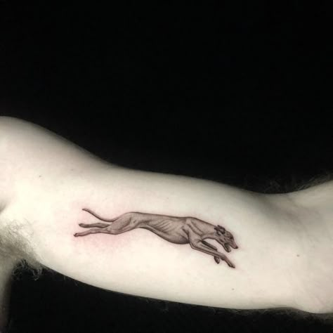 Sierah Skye on Instagram: "P Kay Love Lee @love_always_collective #greyhound #greyhoundlife #micro #blackandgreyink #3rl #artist #colorado #denver #tattoo #soft #dog #dogs #denverartist #denvertattooartist" Lurcher Tattoo, Barking Dog Tattoo, Whippet Tattoo, Denver Tattoo, Baker Tattoo, Joe Baker, Greyhound Tattoo, Awful Tattoos, Racing Tattoos