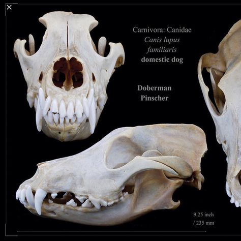 Doberman skull Wolf Skull Photography, Dog Skull Reference, Doberman Skull, Animal Skull Wallpaper, Bone Collecting, Dungeon Door, Canine Skull, Skull Wallpapers, Mini Tela