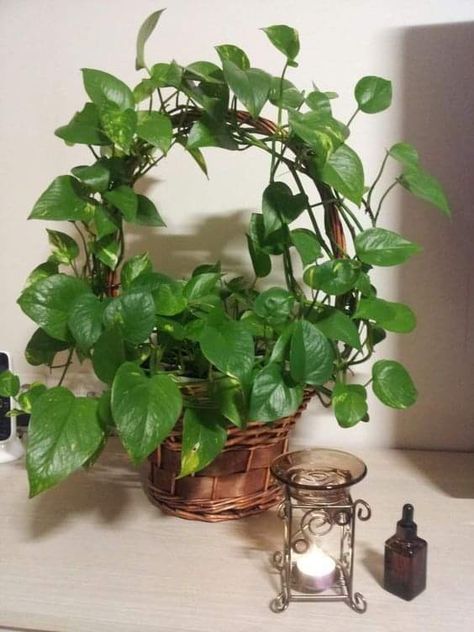 نباتات منزلية, Small Balcony Garden, Plants For Hanging Baskets, Dekor Diy, Money Plant, Have Inspiration, Plant Decor Indoor, House Plants Decor, Hanging Plant