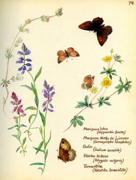 Edith Holden Wildflower Pictures, Country Diary Of An Edwardian Lady, Butterfly Botanical, Edith Holden, English Flowers, Botanical Book, Edwardian Lady, Brown Butterfly, Nature Sketch