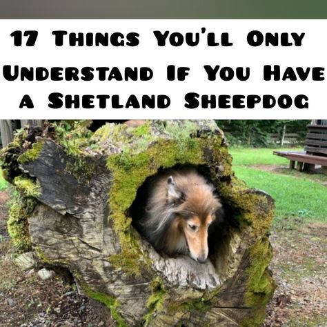 Shelties Dogs, Sheepdog Breeds, Sheltie Puppy, Sheltie Dogs, Shetland Sheepdog, Dogs And Kids, Dog Memorial, Self Esteem, Puppy Love