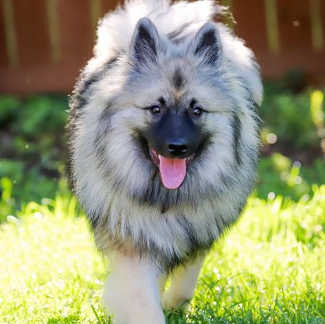 40 Best Medium Sized Dog Breeds - List of Popular Cute Medium Sized Dogs for Families Best Medium Sized Dogs, Medium Sized Dogs Breeds, Dog Breeds That Dont Shed, Medium Sized Dog, Most Expensive Dog, Pet Finder, First Pet, All Dogs Go To Heaven, Dog Breeds List