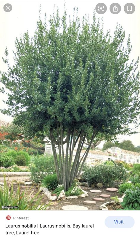 Craftsman Beach House, Bay Leaf Tree, Bay Laurel Tree, California Landscaping, Trees For Front Yard, Low Water Plants, Bay Laurel, Laurel Tree, Florida Landscaping