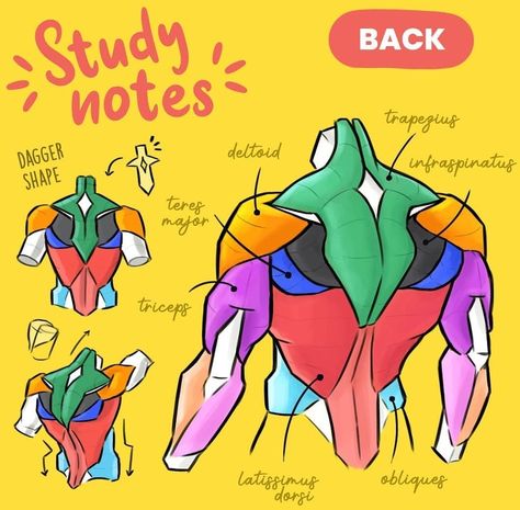 Anatomy Tips Drawing Anime, Anatomy Study Drawing Human Figures, Drawing Reference Muscles, Body Anatomy Tips, Body Muscle Anatomy Drawing, Figure Study Poses, Muscle Anatomy Drawing Reference, Muscle Tutorial Drawing, How To Draw Back Muscles