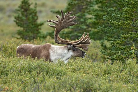 Woodland Caribou ||   Menno Schaefer/Shutterstock Woodland Caribou, Caribou Hunting, Logging Industry, North American Animals, Forest Habitat, Trophy Hunting, Boreal Forest, Rare Animals, Wild Nature