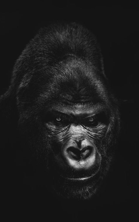 Gorilla Aesthetic, Gorilla Wallpaper, Connor Mcgregor, Gorilla Tattoo, Lion Head Tattoos, Tattoo For Son, Scratch Art, Black Love Art, Beautiful Backgrounds