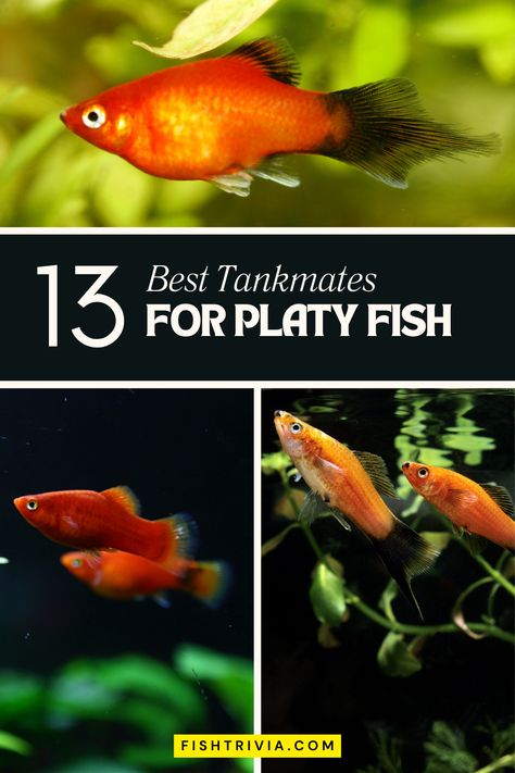 Find the perfect partners for your Platy fish with our straightforward and effective guide. Learn about the species that coexist peacefully with Platies, contributing to a balanced and joyful aquarium. Platy Fish Aquarium, Platies Fish, Platy Fish, Oscar Fish, Cherry Shrimp, Community Tanks, Fish Supplies, Fish Care, All Fish