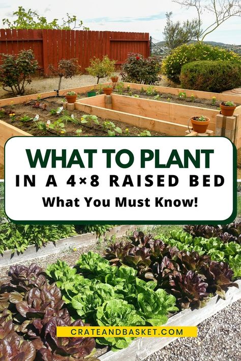 Raised Box Garden Ideas, Box Garden Layout, 8ft Raised Garden Bed, How To Plant In A Raised Garden Bed, Best Size For Raised Garden Beds, Garden Beds Raised Layout, Planting Beets Raised Beds, 4 Raised Garden Beds Layout, Garden Bed Blueprint