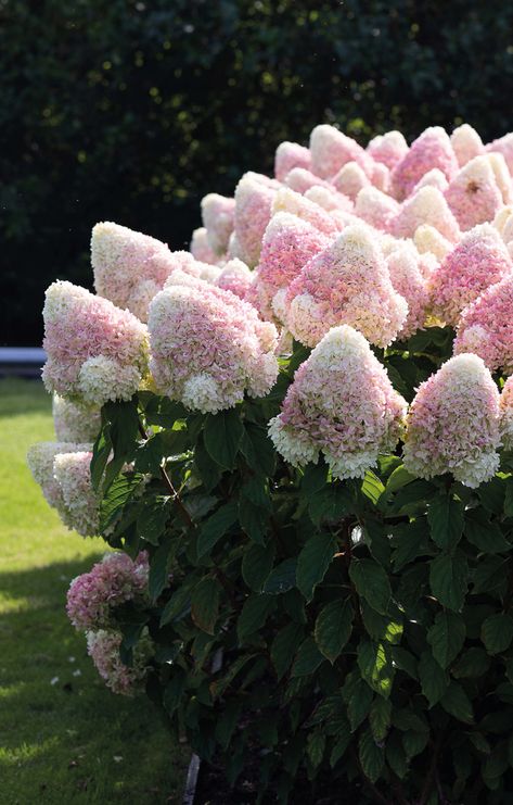 Hydrengas Garden, Hortensia Garden, Home Flower Garden, Pink And White Garden, Hydrangea Season, Hydrangea Landscaping, Summer Snow, Hydrangea Garden, Hydrangea Paniculata