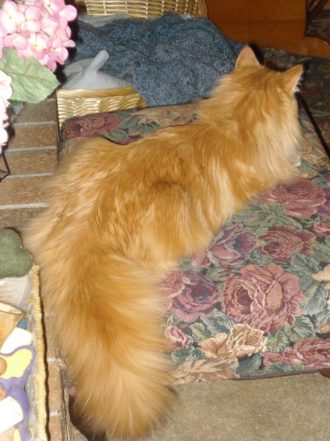 My Siberian cat Gizmo assuming the "meatloaf" position. Siberian Forest Cat, Siberian Forest, Red Cats, Siberian Cats, Fluffy Cats, Cat Tails, Siberian Cat, Norwegian Forest, Forest Cat