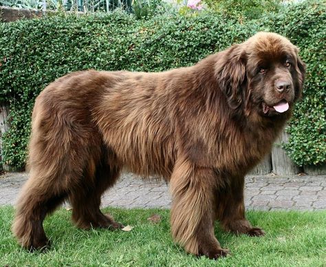 #newfoundland #dog Best Big Dog Breeds, Brown Newfoundland Dog, Worlds Largest Dog, Lazy Dog Breeds, Dog Breeds That Dont Shed, Newfoundland Puppies, Dog Breeds List, Big Dog Breeds, Dog Breeds Medium