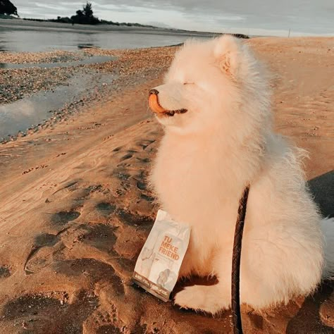 edited by piper Perros Chow Chow, Big Dogs Breeds, Biggest Dog In The World, Biggest Dog, Animal Photography Wildlife, Cute Fluffy Dogs, Cute Dog Wallpaper, Puppies Cute, Samoyed Puppy