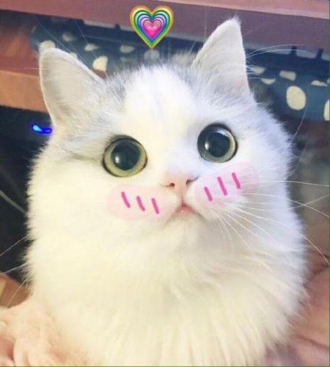 What the cute cat there:з Funny Cat Wallpaper, Cute Cat Face, Pictures Of Cats, Cat Call, Cats Memes, Reaction Memes, Face Pictures, Fluffy Animals, Anime Pics