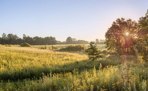 On hot summer days, sunrise is the time to enjoy the prairie. Not only is it cooler, but the morning light makes everything look better. This is Indigo Prairie at the Prairie Garden Trust (PGT).  #sunrise #dawn #tallgrass #grass #fields #landscape #golden #native #prairie #meadow #pasture #grasses #nature #naturephotography #ArtForHealing #HealthcareDesign #fineartphotography #evidencedbasedart #wallart #healingart #artwork #interiordesign #photography #art #henrydomke  #artinhospitals Prairie Meadow, Pasture Landscape, Natural Prairie Landscaping, Pasture Aesthetic, Prairie Art, Grassy Landscape, Farm Landscape Photography, Field Landscape, Prairie Landscape