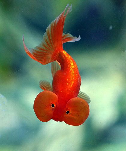 Bubble Eye Goldfish, Ikan Air Tawar, Orange Fish, Cool Fish, Water Animals, Beautiful Sea Creatures, Underwater Creatures, Pet Fish, Exotic Fish