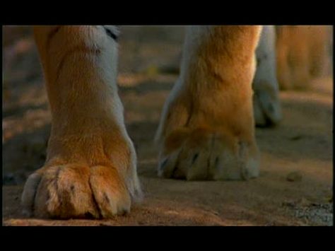 Big Cat Paws, Cat Paw Anatomy, Tiger Centaur, Big Cats Photography, Cat Stands, Animal References, Cat Photography, Big Cat, Cat Sitting