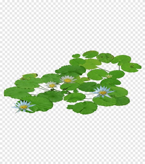 Water Lily Illustration, Ivy Tree, Water Png, Green Lily, White Lotus Flower, Lily Lotus, Water Illustration, Water Lilly, Bubble Art