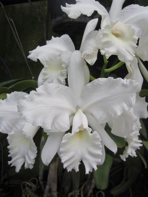 Creo que esta es la orquídea blanca original Orchid White, Orchid Photo, Cattleya Orchid, Gladioli, Exotic Orchids, Unusual Flowers, Orchid Plants, Beautiful Orchids, White Orchids