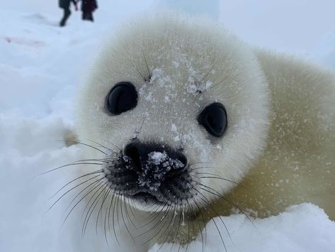 Cute Seals Pup, Baby Seals Cute, Cute Seal Pictures, Seal Aesthetic, Sea Puppies, Seals Cute, Baby Seal Pup, Cute Baby Seal, Funny Seal