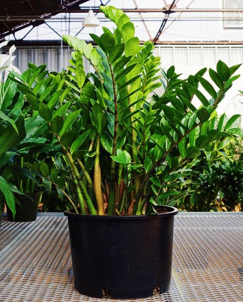 Zamia Plant, Dracena Marginata, Ficus Lyrata, Big Plants, New Environment, Parts Of A Plant, House Plant Care, Free Plants, Fiddle Leaf Fig