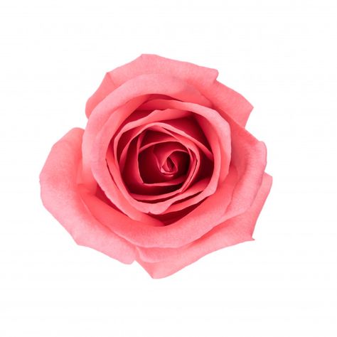 Top view and isolate image of beautiful pink rose flower. Premium Photo Rose White Background, Top Down View, Rose Meaning, Pink And White Background, Floral Wedding Invitation Card, Background Flower, Rose Illustration, Leaf Illustration, Purple Wedding Invitations