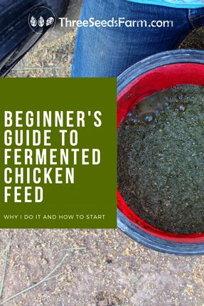 Fermented Feed For Chickens, Fermented Chicken Food, Best Chicken Food For Chickens, Fermenting Chicken Feed How To Make, Ferment Chicken Feed, How To Ferment Chicken Feed, Fermented Chicken Feed How To Make, Fermented Chicken Feed Recipe, Aesthetic Chicken Coop