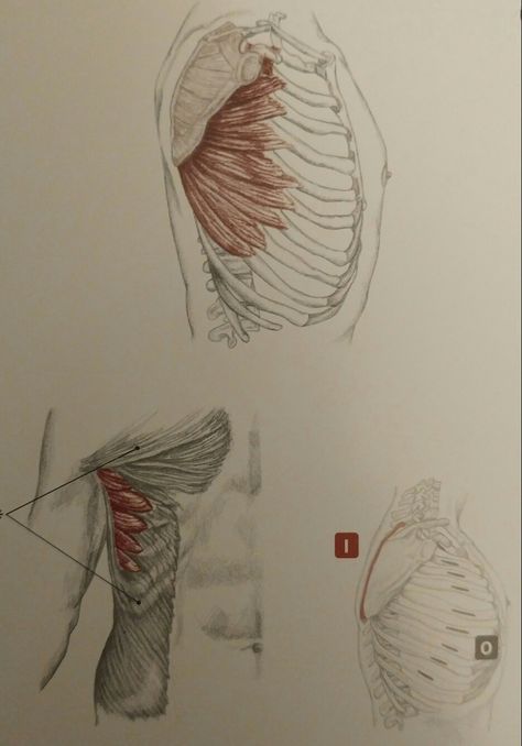 Serratus Anterior Drawing, Serratus Anterior, Anatomy Studies, Felt Puppets, Muscle Anatomy, Jacket Collection, Arm Muscles, Figure Reference, Anatomy Study