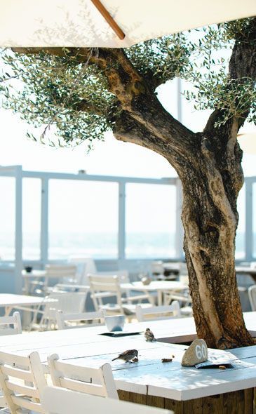 Big Lamp, Fake Trees, Tree Table, Cool Cafe, Roof Garden, Sea Breeze, Olive Tree, Bar Restaurant, Cafe Design