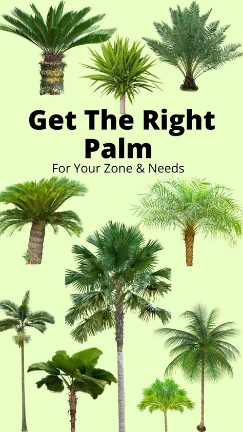 10 types of palm trees Backyard Landscaping Palm Trees, Palm Tree Ideas Front Yards, Outdoor Potted Palms Patio, Landscape Design Palm Trees, Caring For Palm Trees, Palm Tree Yard Ideas, Pool Landscaping Palm Trees, Palm Tree In Pot Outdoors, Types Of Palm Trees Outdoor