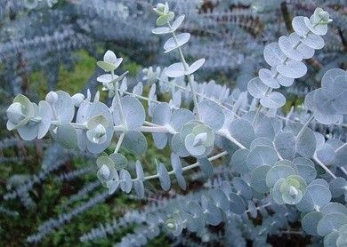 Baby Blue Eucalyptus, Blue Eucalyptus, Tree Seedlings, Flower Tower, Small Shrubs, Specimen Trees, Fast Growing Trees, Starter Plants, March 1st