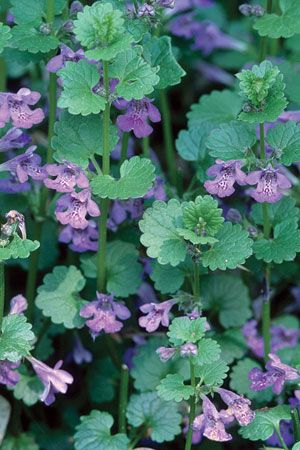 Creeping Charlie, Ground Ivy, Biology Plants, Plant Names, Weeds In Lawn, Invasive Plants, Seed Bank, Seed Germination, Wild Edibles