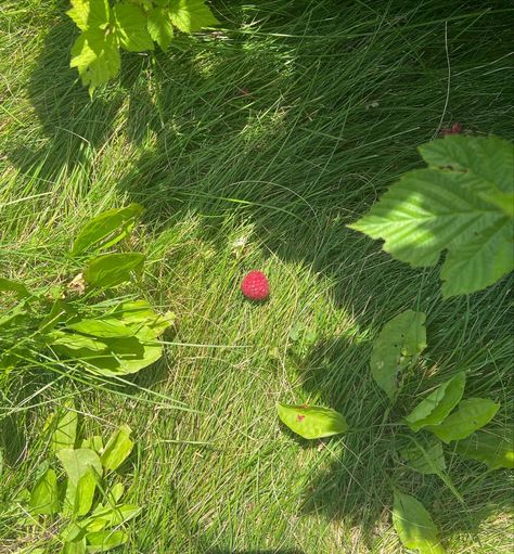 Strawberry Garden Aesthetic, Strawberry Orchard, Aesthetic Raspberry, Fantasy House Art, Raspberry Aesthetic, Strawberry Bush, Raspberry Bush, Gardening Aesthetic, Strawberry Garden