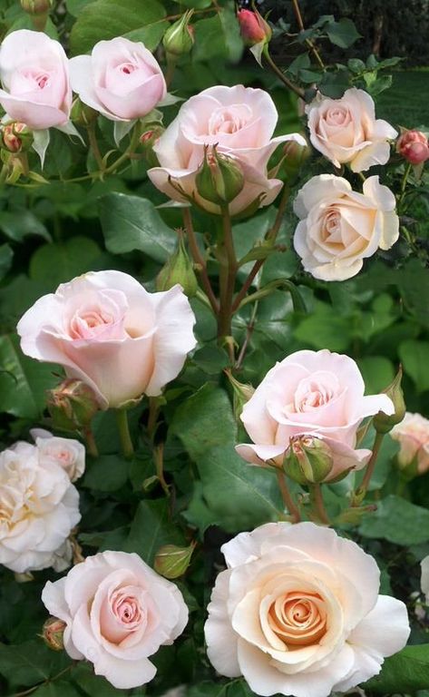 French Lace Rose, Roses For Shade, Rose Hedge, Landscaping With Roses, Rose Garden Design, Shade Roses, Best Roses, Roses Art, Rose Varieties