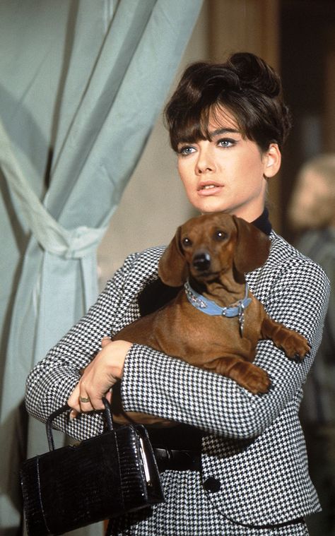 The Ugly Dachshund, movie Beanie Weenies, Arte Dachshund, Vintage Celebrities, Suzanne Pleshette, Katharine Ross, 1960's Style, Movie Pictures, Dachshund Design, Dog Movies