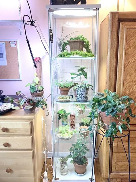 Ikea Greenhouse Cabinet: An Easy How-To - Sprouts and Stems Glass Cabinet Plant Display, Ikea Detolf Greenhouse, Baggebo Greenhouse, Detolf Greenhouse, Greenhouse Ikea, Indoor Greenhouse Ideas, Ikea Display Case, Diy Indoor Greenhouse, Plant Conservatory