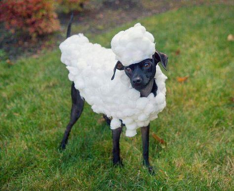 Sheep Costumes, Clever Halloween, Clever Halloween Costumes, Puppy Dress, Pet Halloween Costumes, Animal Costumes, Scary Costumes, Dog Halloween Costumes, Dog Costumes