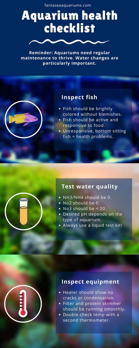 The Essential Aquarium Health Checklist! 🌿 Ensure your underwater kingdom flourishes with our expert care tips. Say hello to bright fins and pristine waters as you master the art of tank maintenance. Pin this guide and watch your aquatic haven thrive! #AquariumLife #HealthyHabitat #FishFanatics Health Checklist, Fish Facts, Aquarium Tips, Underwater Kingdom, Aquarium Maintenance, Pet Paradise, Cleaning Guide, Marine Aquarium, Aquarium Design