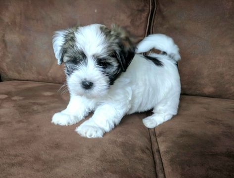 Sheila Martin Has Havanese Puppies For Sale In Ephrata, PA On AKC PuppyFinder Havanese Mixed Breeds, Short Hair Havanese Dogs, Havapoo Puppies, Havanese Full Grown, Havanese Dogs Full Grown, Baby German Shepherds, Havanese Dogs Black And White, Havanese Puppies For Sale, Havanese Puppies